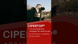 CIPERTOP LARVICIDA Y ANTISEPTICO [upl. by Atsylac]