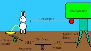 Wat is de NKringloop of Stikstof kringloop [upl. by Knarf]