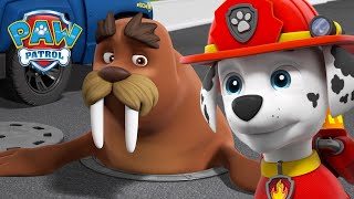 Pups help reunite Wally the Walrus with Captain Turbot  PAW Patrol Cartoons for Kids Compilation [upl. by Ahseyd]