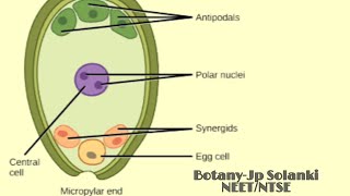 Megasporogenesis formation of megaspore from megaspore mother cell [upl. by Peregrine]