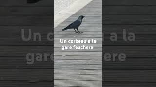 Un corbeau a la gare feuchere [upl. by Trilbi]