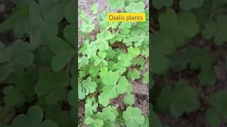 please subscribe 🙏🏻 oxalis plants farming vlogeer plants kha [upl. by Silisav]