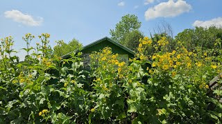 The Super Fantastic Native Sunflower Cup Plant [upl. by Wagshul]