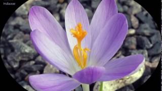 Crocus  Safran  de la famille des Iridaceae [upl. by Campney115]