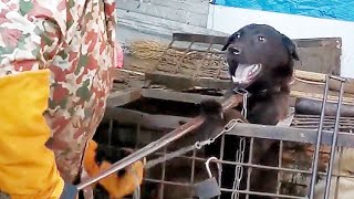 A black dog was being dragged to a dog meat shop for slaughter the man rescued it by paying 810 RMB [upl. by Brunella]