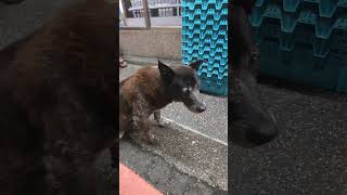 Cute Dog in Taiwan [upl. by Refanej]