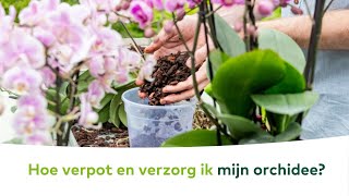 KAMERPLANTEN  Hoe verpot en verzorg ik mijn orchidee [upl. by Thomasina]