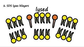 SDS and Biological Membranes [upl. by Ecallaw]