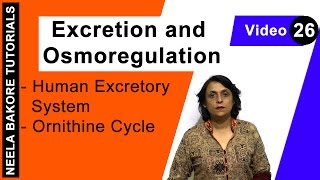 Excretion and Osmoregulation  NEET  Human Excretory System  Ornithine Cycle  Neela Bakore [upl. by Benoit181]