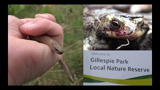 Gillespie Park Nature Reserve to Finsbury Park Herping  Slow Worm Toad and Spiders [upl. by Birk]