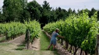 Exploring the Niagara Wineries in Ontario  Explore Canada [upl. by Hillinck315]