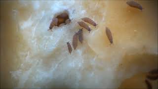 Mostly Springtails on Fly Agaric Mushrooms [upl. by Nicolea408]