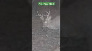 The NuTraxx feed continues to impress deer hunting deerhunting [upl. by Meingolda]