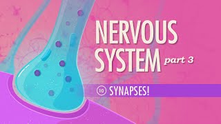 The Nervous System Part 3  Synapses Crash Course Anatomy amp Physiology 10 [upl. by Jaret]