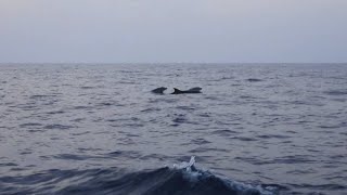 FLATASTIC Dolphin Tour Mallorca Cala Ratjada ☀️  Nikon P1000 [upl. by Nowaj540]