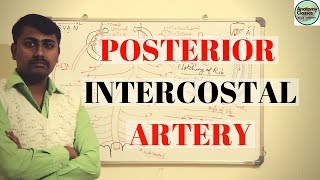 Posterior Intercostal Artery [upl. by Colvin]