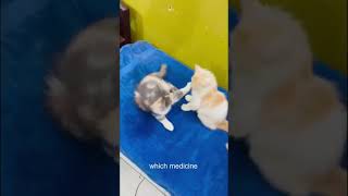 Malik humko pahle jaisa bada kar do Billu comedy 😂🤣catlovercatshortsviralshortshortssubscribe🤣😂 [upl. by Esirehc280]