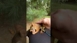 I pet a red squirrel a chipmunk and a gray squirrel in 20 seconds😯 squirrelwhisperer [upl. by Nunes]