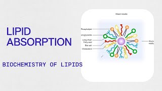 Biochemistry  Lipid Absorption [upl. by Dib]