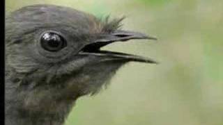 Amazing Bird Sounds From The Lyre Bird  David Attenborough  BBC Wildlife [upl. by Asiul]