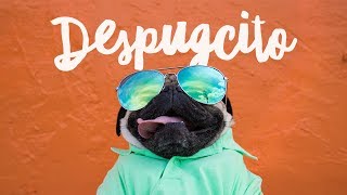 Despugcito  Doug The Pug [upl. by Perreault479]