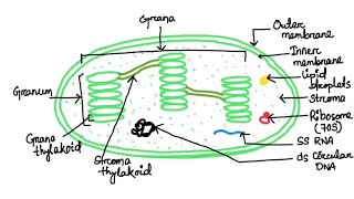 How to draw structure of Chloroplast  Chloroplast lebelled diagram step by step turorial [upl. by Hoag]