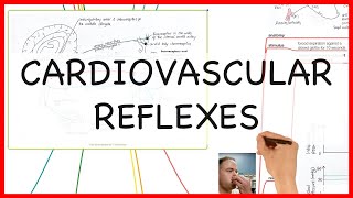 CARDIOVASCULAR REFLEXES PHYSIOLOGY SERIES [upl. by Deni]