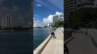 Off Leash Doberman dogwalk offleash dobermanpinscher home miamibeach cute solo funny [upl. by Charmine]