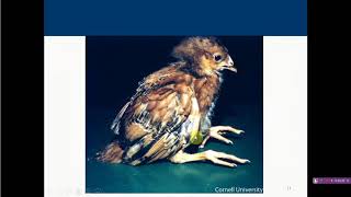 AVIAN ENCEPHALOMYELITIS [upl. by Kannan]