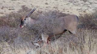 Hunting Trophy Cape Eland in the Kalahari [upl. by Tsuda]