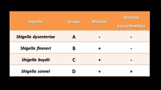 Dominio Bacteria Phylum Proteobacteria 34  Gammaproteobacteria  Enterobacteriaceae  Shigella [upl. by Llehcsreh]