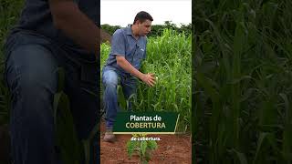 Utilização de PLANTAS DE COBERTURA na lavoura de café shorts [upl. by Ehttam747]