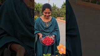 Cherries harvesting barbadoscherry mygarden harvesting gardening shortvideo ytshorts shorts [upl. by Kloman606]