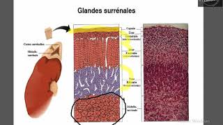 Physiologie des minéralocorticoides [upl. by Ardnohsed222]