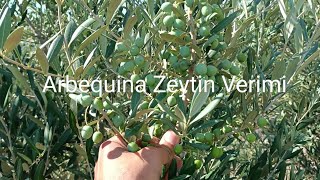 Arbequina Zeytin Verimi arbequina zeytin zeytinyağı olive oliveoil sıkdikimzeytin [upl. by Guidotti]