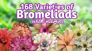 168 Bromeliad Varieties with Names I PlantFactory [upl. by Kimberlyn397]