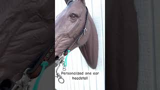 Personalized one ear lined headstall horsetack personalizedgifts customtack [upl. by Theodora]