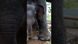 Elephants facts  Elephant for kids shortsviral earlychildhoodeducation elephants [upl. by Britta]