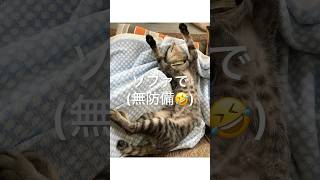 寝るビー集ハイビーチャンネル家猫ハイビー保護猫保護猫家族ねこのいる生活 猫動画猫好きさんと繋がりたい [upl. by Domonic]