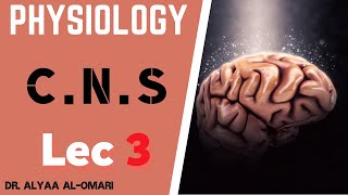 Physiology  Central Nervous System  Classification of Nerve Fibers [upl. by Nillok54]