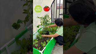 Best tips for growing tomatoes at home tomato youtubeshorts [upl. by Martinsen457]