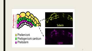 Lecture No 32 Structure And Development Of Periderm [upl. by Bahner]