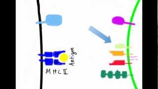 cell mediated immunity [upl. by Akemhs876]