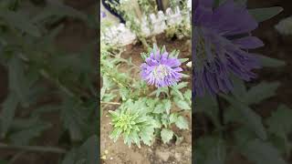 China aster  Callistephus chinensis nature plants gardenflowers garden gardenplants nursery [upl. by Nahttam]