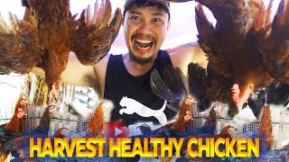 poultry farming Grow and harvest Chickens in our backyard  Cebu farm life ideas [upl. by Airret408]