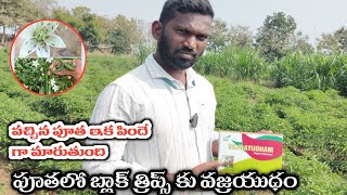 how to control black trips in Chilli crop  పూతలో పురుగును నివారించడం ఎలా [upl. by Veleda81]