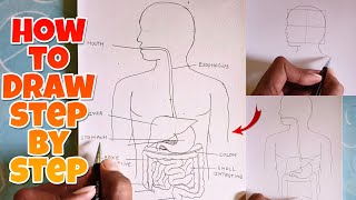 how to Draw Human Digestive System step by step Labelled Diagram [upl. by Lauraine]