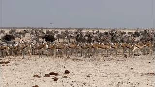 Etosha National Park  Waterhole [upl. by Dumanian]