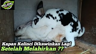 Kapan Kelinci Dikawinkan Lagi Setelah Melahirkan [upl. by Ettenoitna]