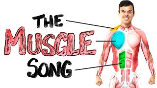 The Muscle Song Memorize Your Anatomy  SCIENCE SONGS [upl. by Adlare]